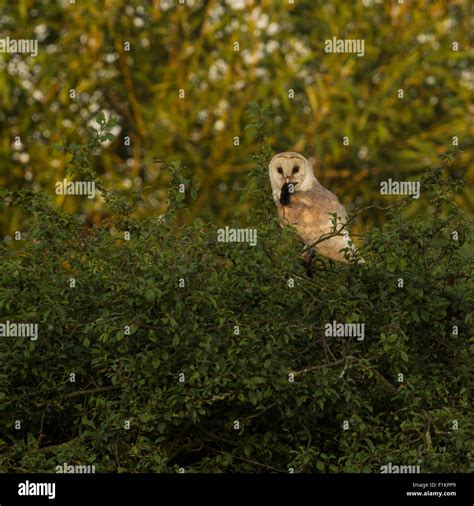 Barn owl carrying prey hi-res stock photography and images - Alamy