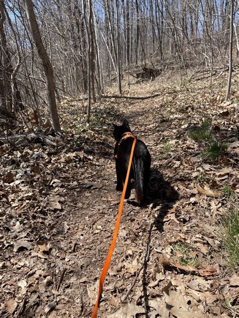 Hubbard Park Daffodils Black Cat Nomads