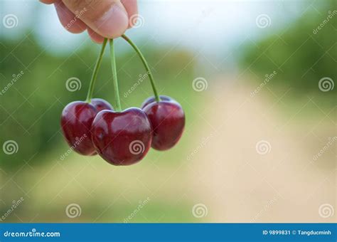 Cherry Hand Stock Image Image Of Fruit Cherries Organic 9899831