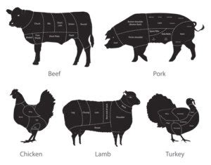 Der ultimative Fleisch Ratgeber - Das solltest du über Fleisch wissen!