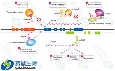 基因表达调控 原核基因表达调控 基因调控网络 大山谷图库