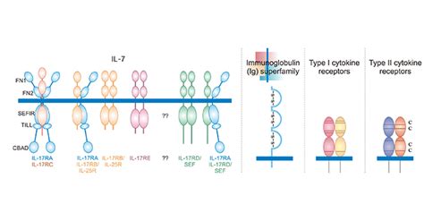 What Are IL Interleukin Receptors CUSABIO