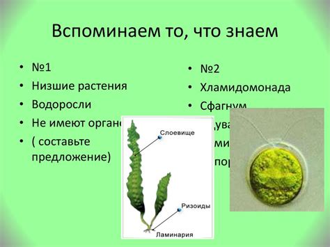 Строение мха - презентация онлайн