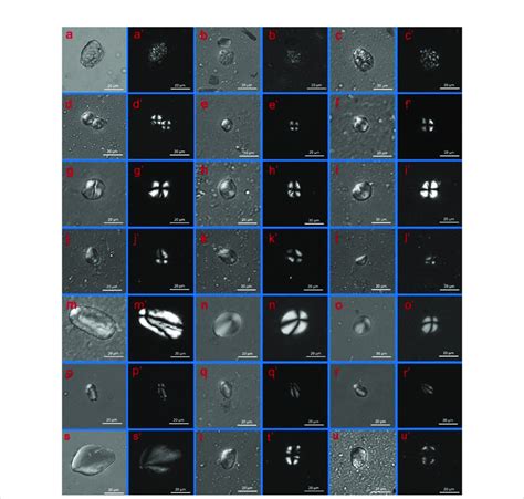 Starch Grains Retrieved From Qujialing Pottery Samples Under Dic And