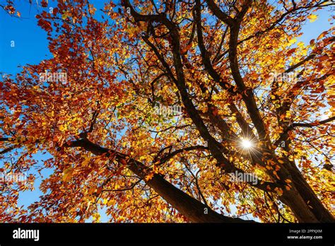 Autumn Colours In Melbourne Australia Stock Photo Alamy