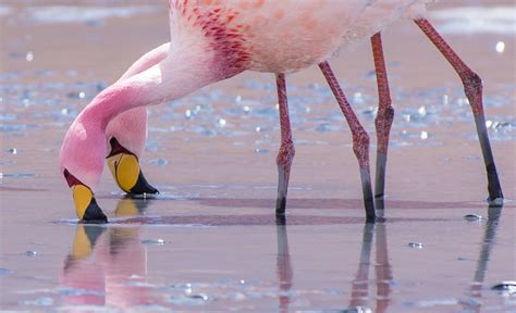 Stylish Flamingos Smithsonian Photo Contest Smithsonian Magazine