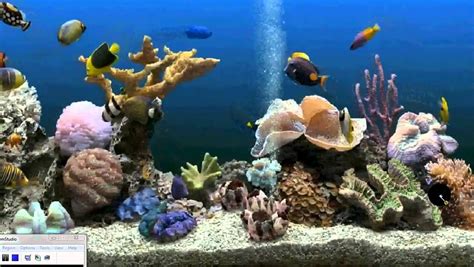 Aquarium Desktop Wallpapers Top Free Aquarium Desktop Backgrounds