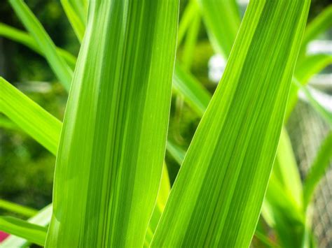 Green Plants 37220 - WeLoveSoLo