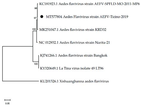 The Phylogenetic Tree Of Aedes Flaviviruses Constructed Using The