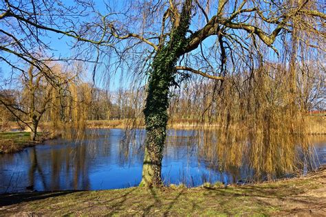 Weeping Willow Tree Bare Free Photo On Pixabay