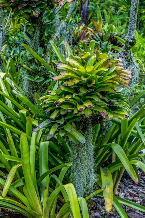 Dense Bromeliads Growing In The Tropical Garden Rainforest Plants Natural Green Texture