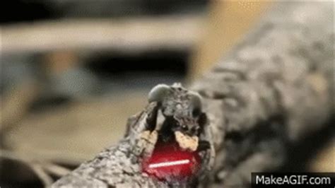 Peacock Spider With Lightsabers on Make a GIF