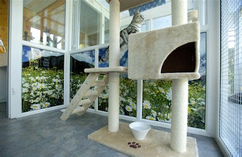 Cattery Near Me