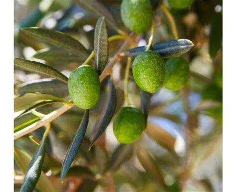 Piante di olivo varietà Leccino in vendita a Reggio di Calabria