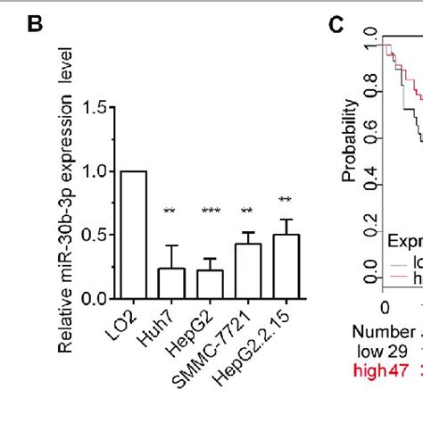 Mir B P Expression Was Low In Hcc Tissues And Cells A Rt Qpcr