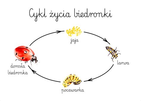 Cykl Ycia Biedronki Plakat A Polskie Centrum Montessori Sklep