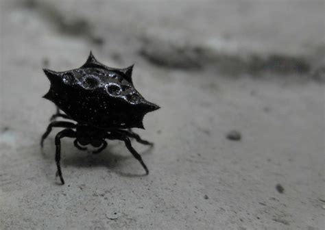 Crab Spider Black Spiny Orb Weaver Spider These Black C Flickr