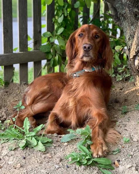 Irish Setter Mixes 9 Unique Crossbreeds To Brighten Your Day