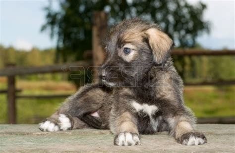 🔥 [80+] Irish Wolfhound Wallpapers | WallpaperSafari