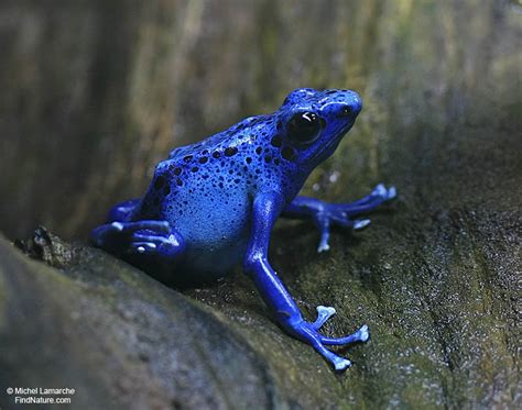 Photos Dendrobates Poison Arrow Frog