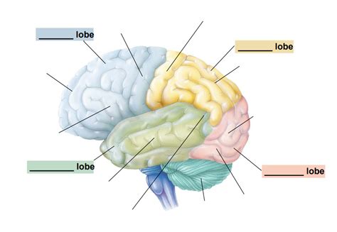 Brain Parts Diagram Quizlet