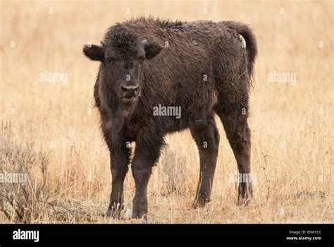 Bison Calf (Bison bison), Yellowstone National Park, Wyoming Stock ...