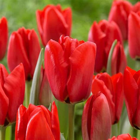 Garden State Bulb 12 Cm Tulip Bulbs Darwin Hybrid Red Collection Bag