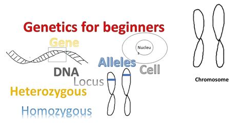 Amoeba Sisters Alleles And Genes / Alleles And Genes Youtube / Join the ...