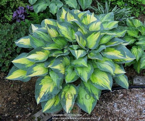 Hosta Forbidden Fruit In The Hostas Database Garden Org