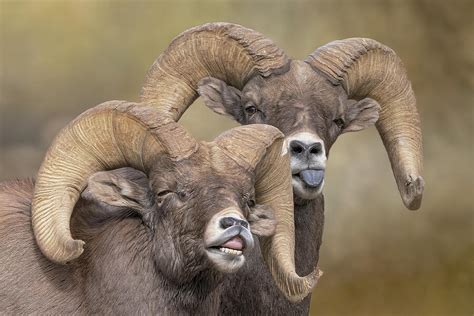 Bighorn Sheep Making Faces Photograph By Lowell Monke Fine Art America