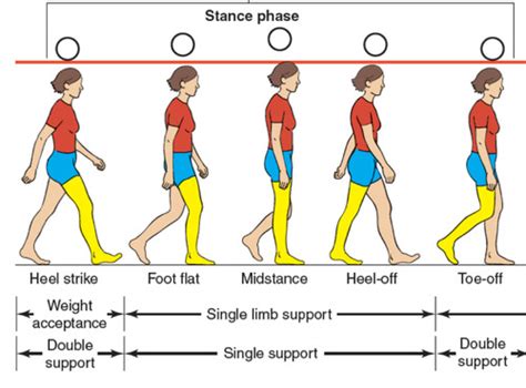 Gait Unit Flashcards Quizlet