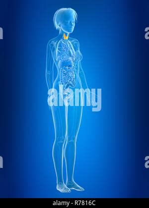 3d Rendered Illustration Of Female Thyroid Gland Stock Photo Alamy