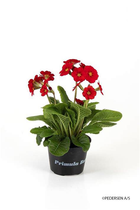 Primula Stella Red Plant Wholesale Floraccess