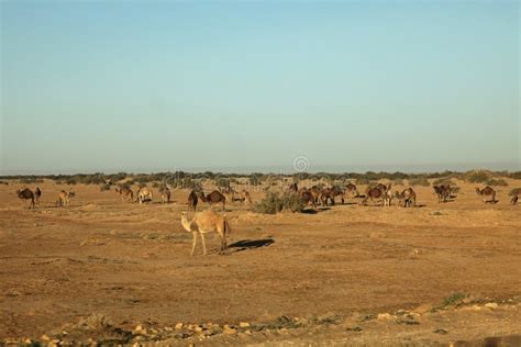 Kamelen In De Woestijn Van De Sahara Van Marokko Afrika Stock