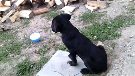 Cane Corso 2 Months Old Youtube