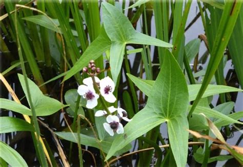 Купить Sagittaria sagittifolia (Стрелолист обыкновенный), купить ...