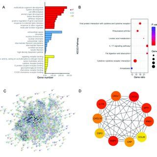 Functional Annotation And Identification Of Hub Genes Via The PPI