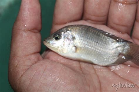 Tilapia Fish In Hand Gift Tilapia Fish Farming Hybrid