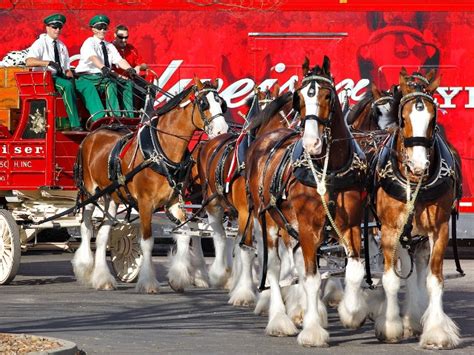 Budweiser Clydesdales – Horse Industry Podcast