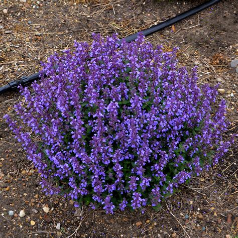 Nepeta 'Cat's Pajamas' for sale | Shop Stuart's – Stuart's Landscaping & Garden Center, Inc.