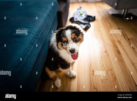 12 Weeks Old Black Tricolor Australian Sheperd Puppy Smiling Stock