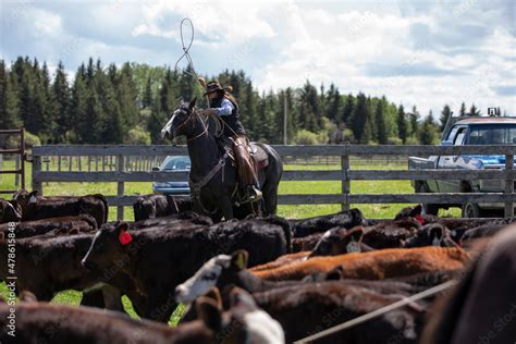 Cattle rancher on horseback Stock Photo | Adobe Stock