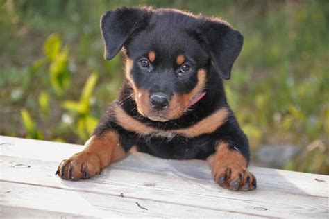 Rottweiler Chien Et Chiot