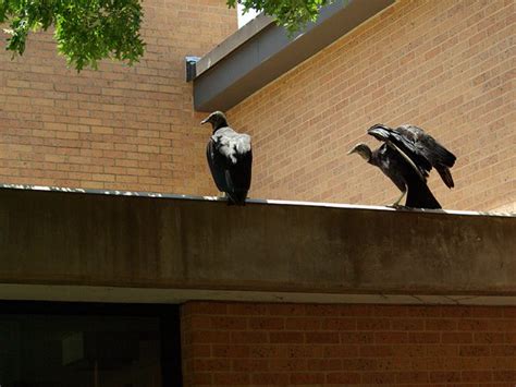 Black Vulture Egg To Fledgling Dfw Urban Wildlife