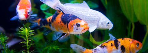 Koi Fish Care And Pond Guide Petsmart