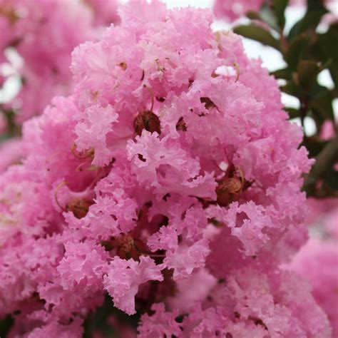 Lilas des Indes Soir d été Lagerstroemia indica à floraison abondante