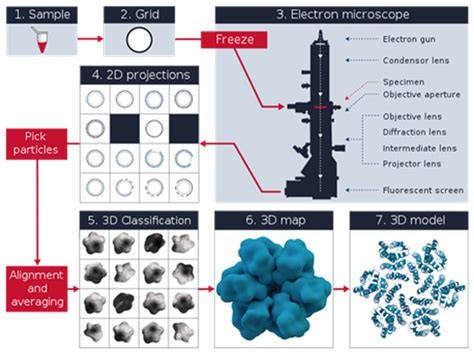 Cryo Electron Microscopy Principle Strengths Limitations And