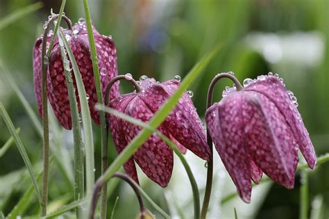 Vroege Vogels Foto Planten Drie Op Een Rij