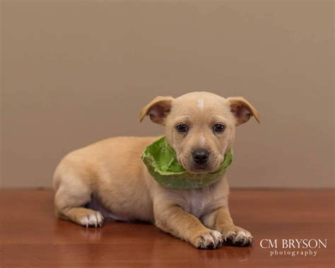 Jackson the Corgi, Terrier Mix