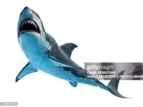 907 Great White Shark Teeth Stock Photos, High-Res Pictures, and Images